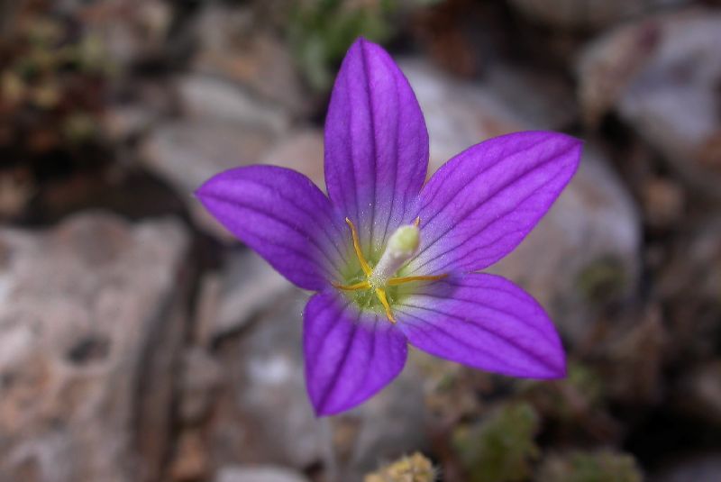 Campanulaceae Campanula strigosa