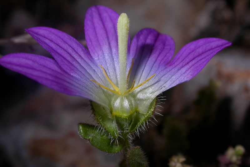 Campanulaceae Campanula strigosa