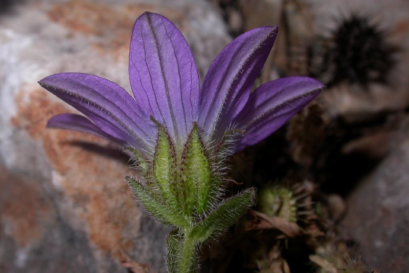 Campanulaceae Campanula strigosa