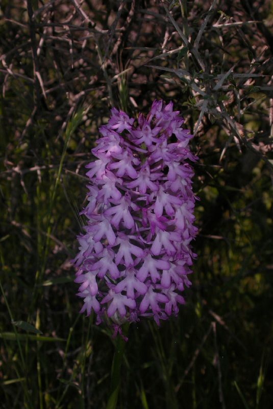 Orchidaceae Anacamptis pyramidalis