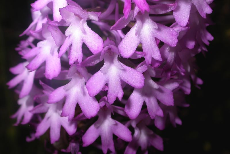 Orchidaceae Anacamptis pyramidalis