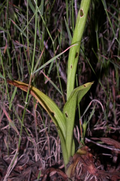 Orchidaceae Anacamptis pyramidalis