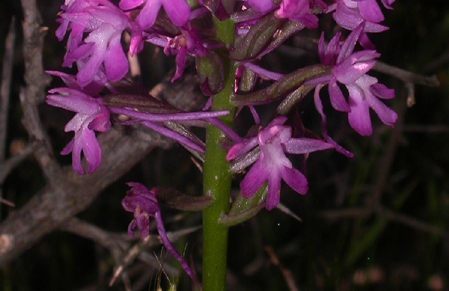 Orchidaceae Anacamptis pyramidalis