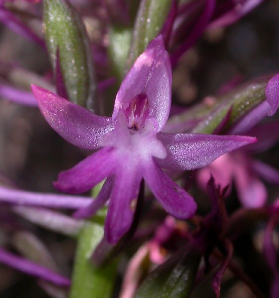 Orchidaceae Anacamptis pyramidalis