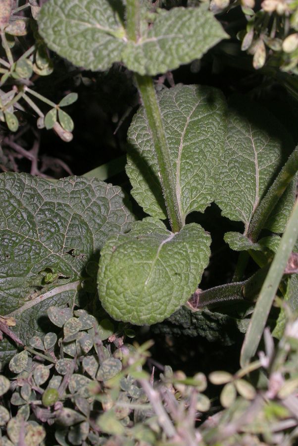 Lamiaceae Salvia hierosolymitana