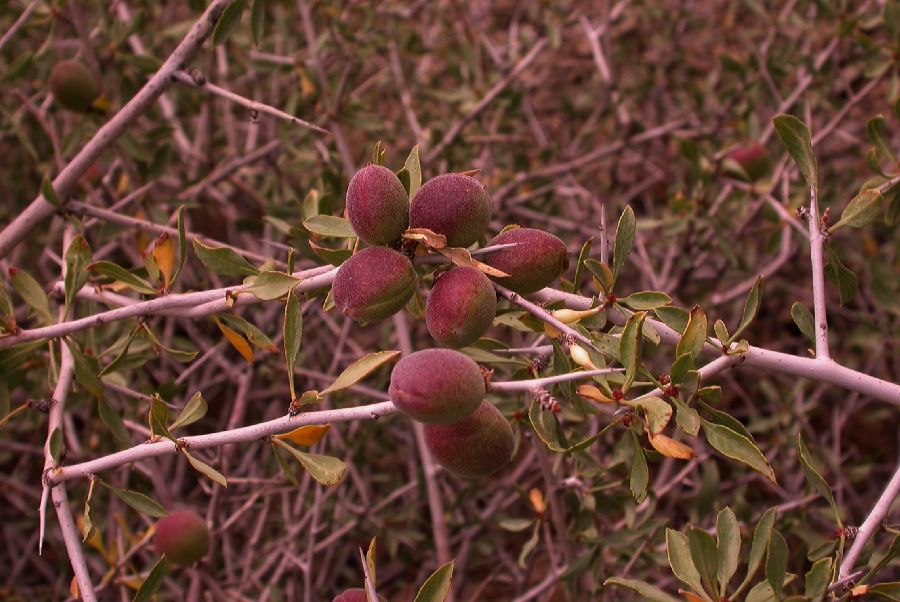 Rosaceae Prunus spinosissima