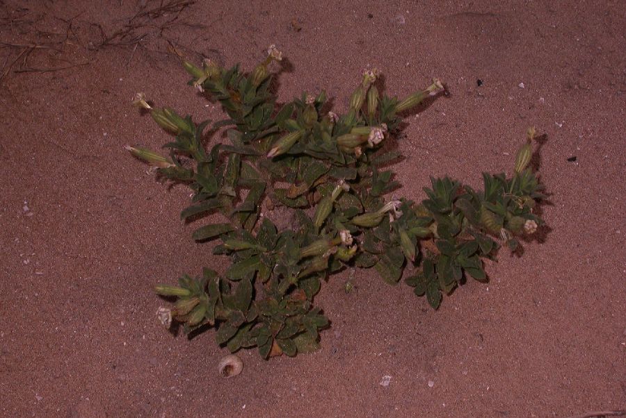 Caryophyllaceae Silene succulenta
