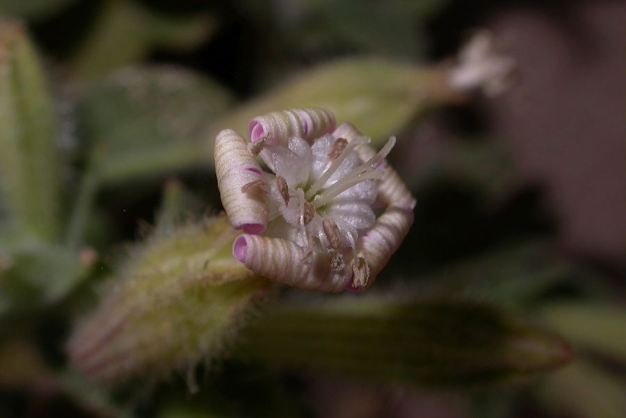 Caryophyllaceae Silene succulenta