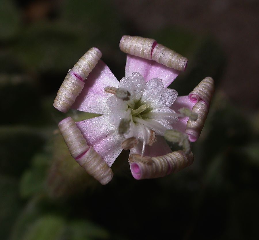 Caryophyllaceae Silene succulenta