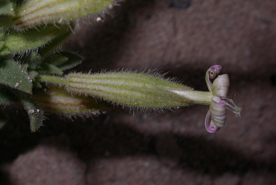 Caryophyllaceae Silene succulenta