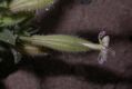 image of Silene succulenta