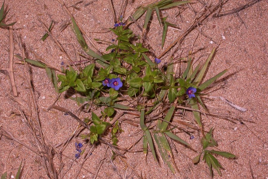 Primulaceae Anagallis arvensis