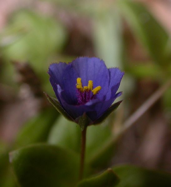 Primulaceae Anagallis arvensis