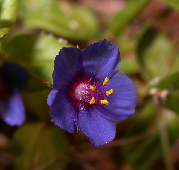 Primulaceae Anagallis arvensis