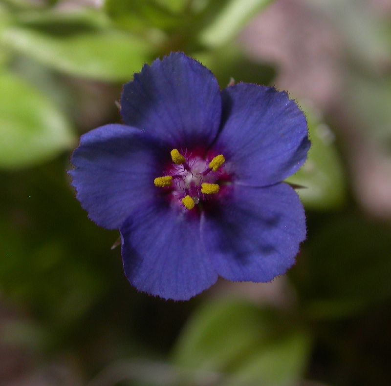 Primulaceae Anagallis arvensis