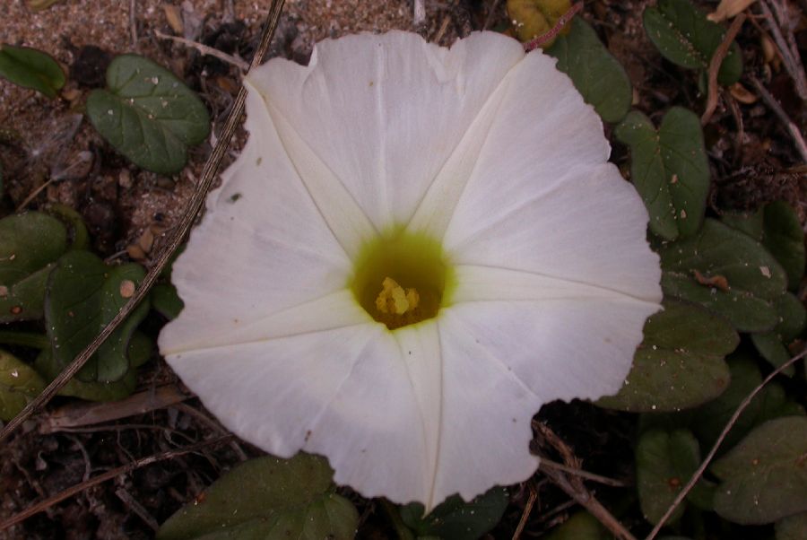 Convolvulaceae Ipomoea stolonifera