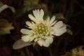 image of Scabiosa prolifera