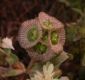 image of Scabiosa prolifera