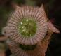 image of Scabiosa prolifera