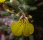 image of Ajuga chia