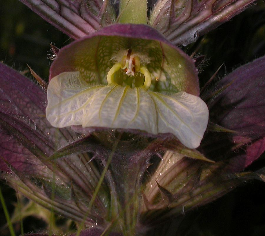 Acanthaceae Acanthus syriacus