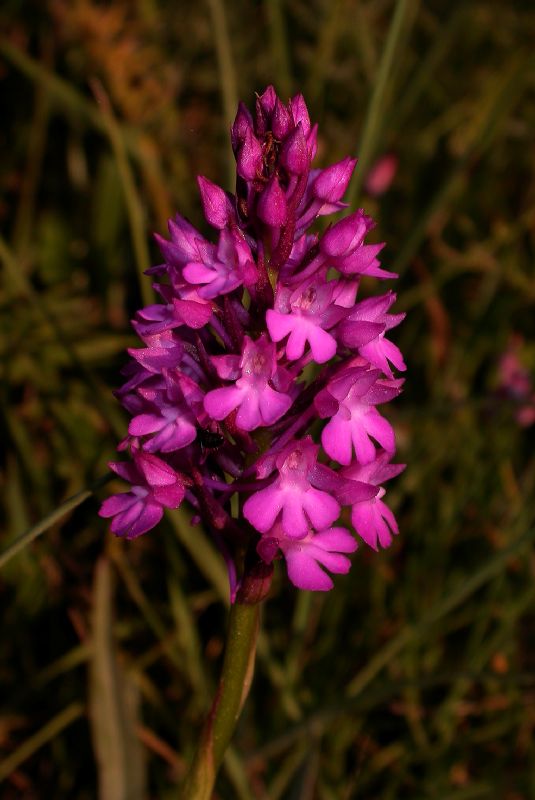 Orchidaceae Anacamptis pyramidalis