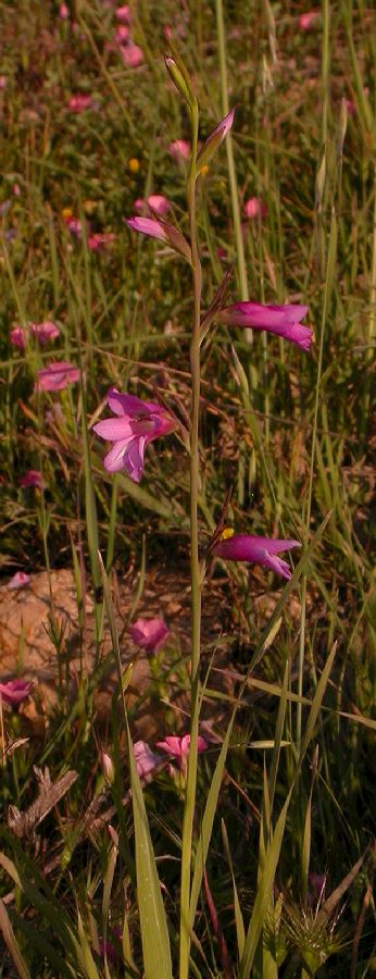 Iridaceae Gladiolus segetum