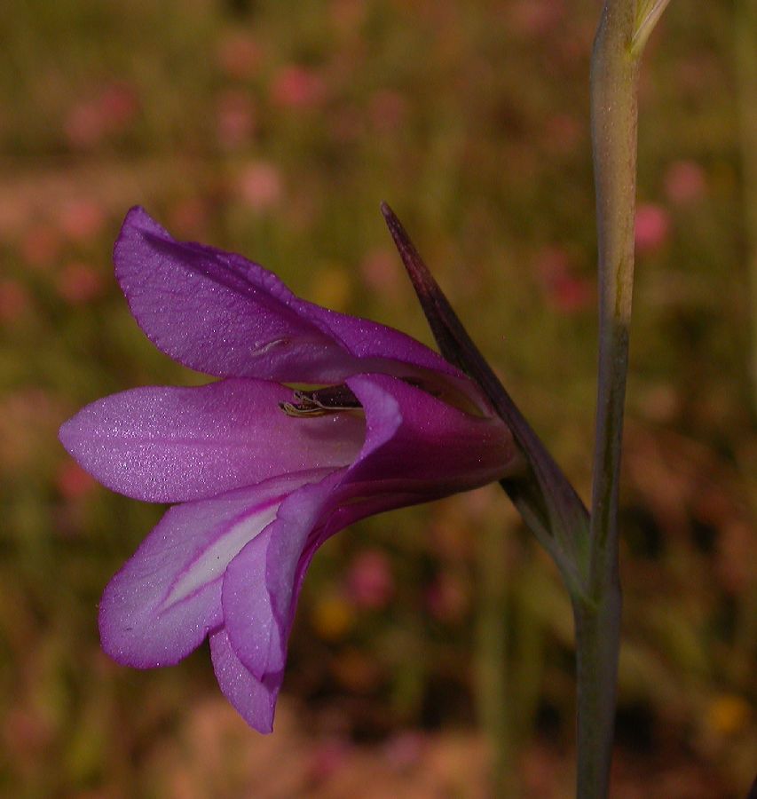 Iridaceae Gladiolus segetum