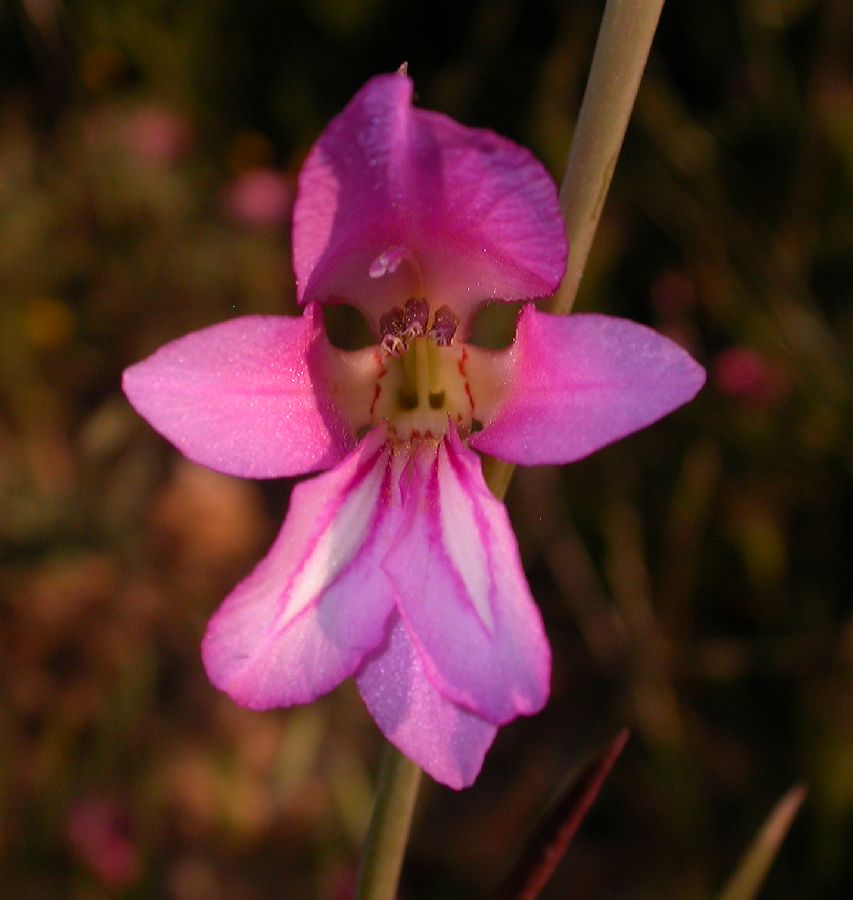 Iridaceae Gladiolus segetum