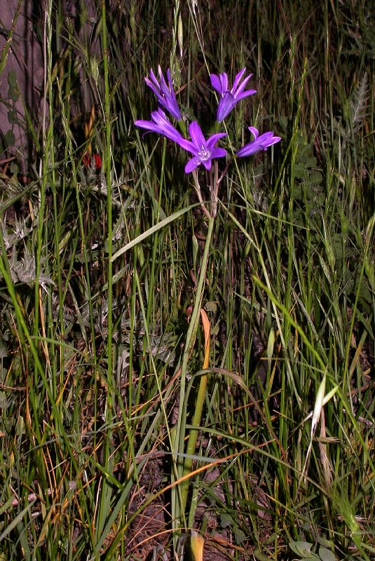 Ixioliriaceae Ixiolirion tataricum