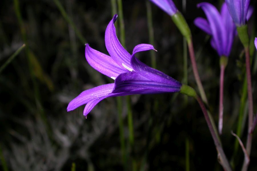 Ixioliriaceae Ixiolirion tataricum