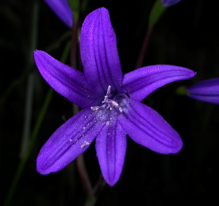 Ixioliriaceae Ixiolirion tataricum