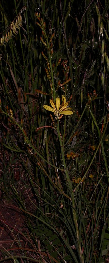 Asphodelaceae Asphodeline lutea