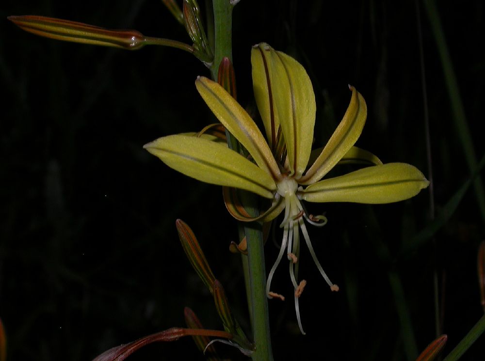 Asphodelaceae Asphodeline lutea