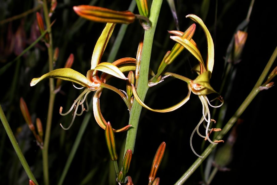 Asphodelaceae Asphodeline lutea