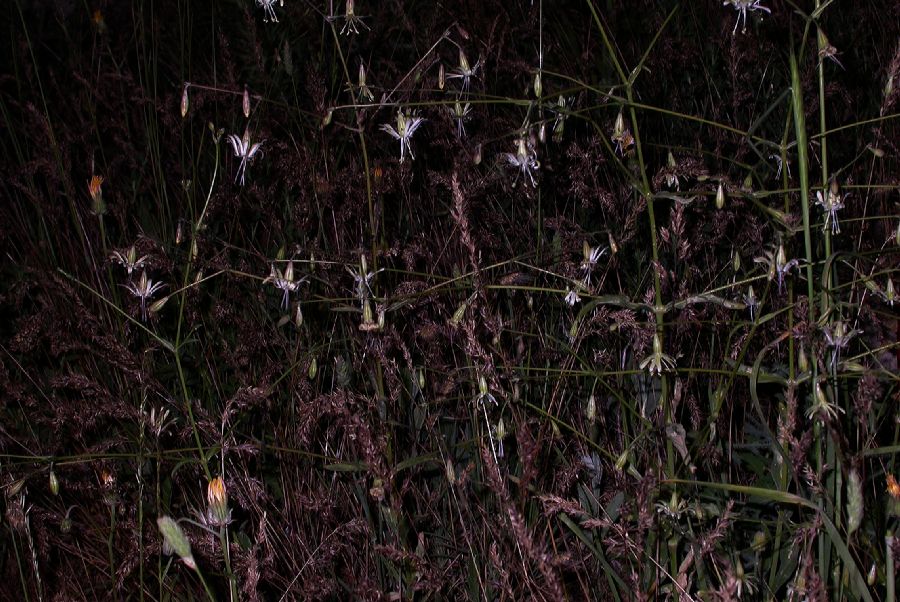 Caryophyllaceae Silene longipetala