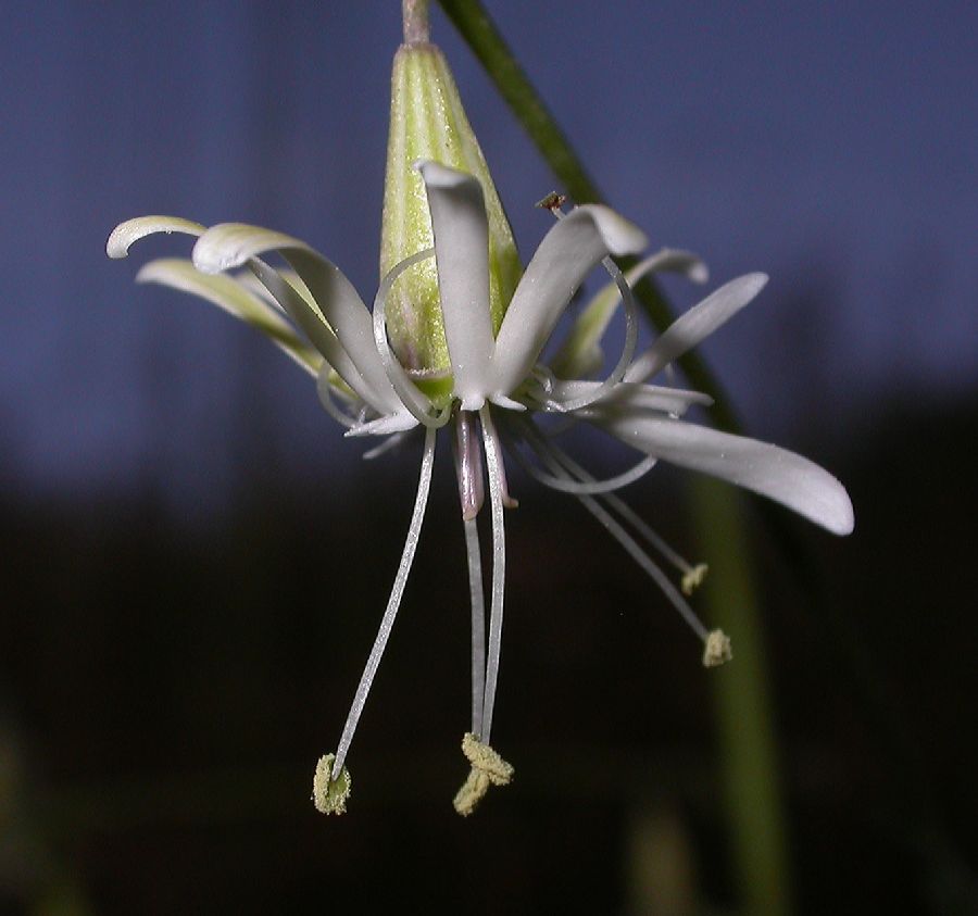 Caryophyllaceae Silene longipetala