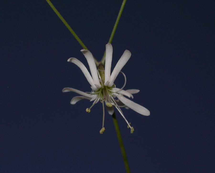 Caryophyllaceae Silene longipetala
