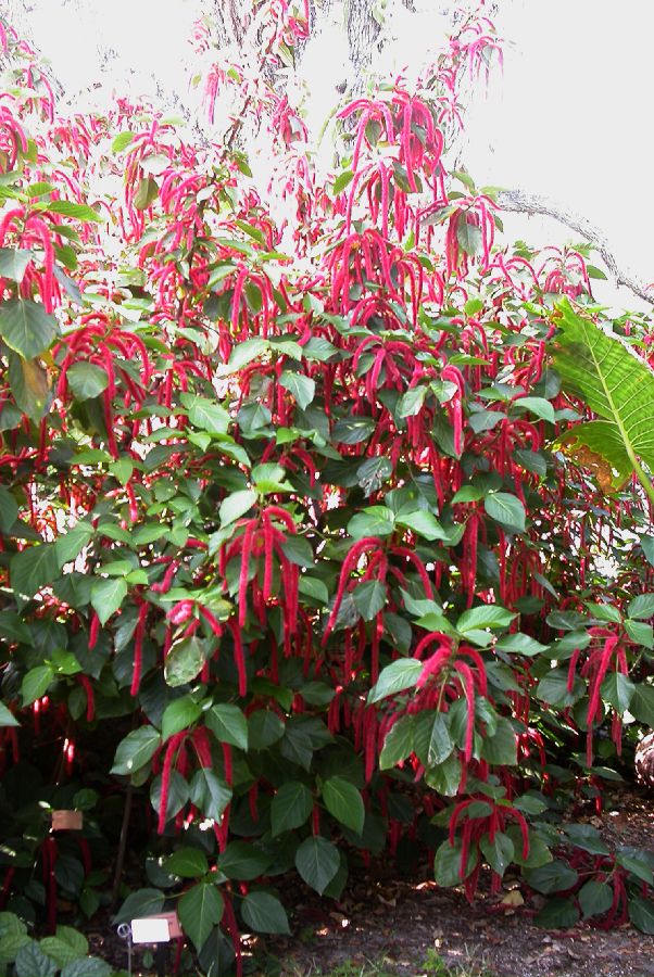 Euphorbiaceae Acalypha hispida