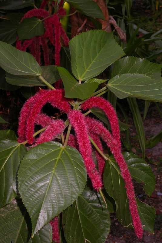 Euphorbiaceae Acalypha hispida