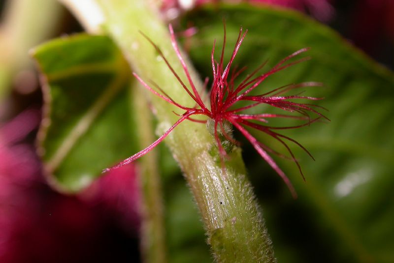 Euphorbiaceae Acalypha hispida