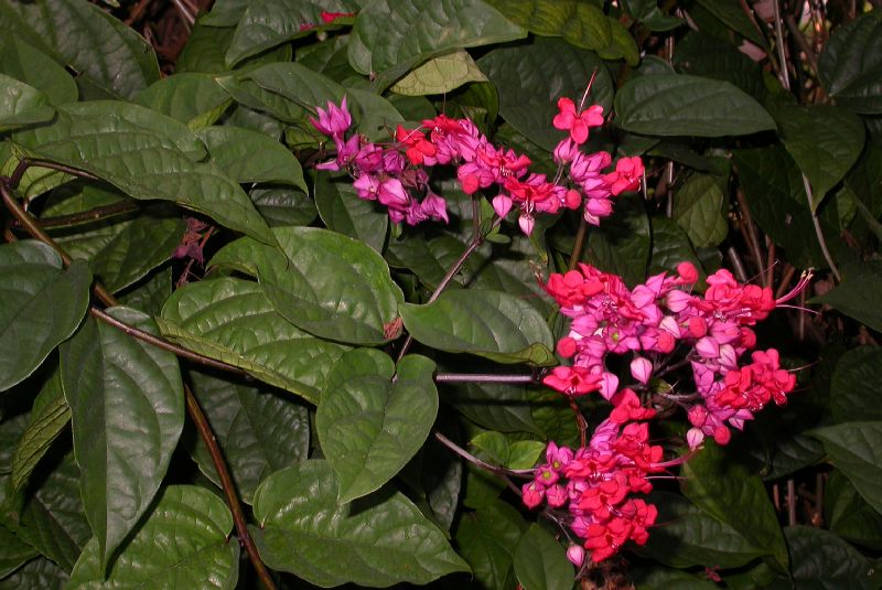 Lamiaceae Clerodendrum thomsoniae