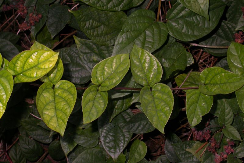 Lamiaceae Clerodendrum thomsoniae