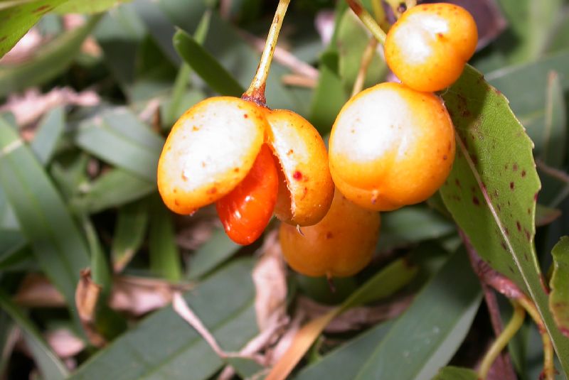 Salicaceae Casearia nitida