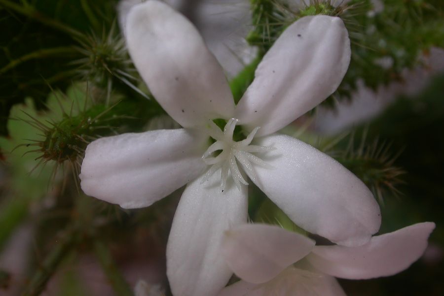 Euphorbiaceae Cnidoscolus stimulosus