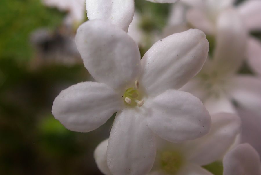 Euphorbiaceae Cnidoscolus stimulosus