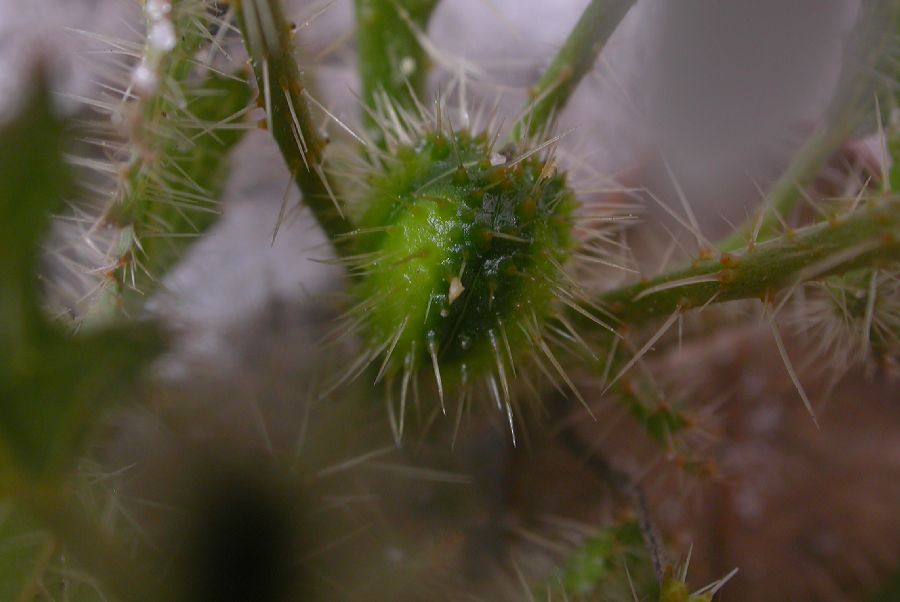 Euphorbiaceae Cnidoscolus stimulosus