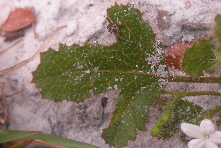 Euphorbiaceae Cnidoscolus stimulosus