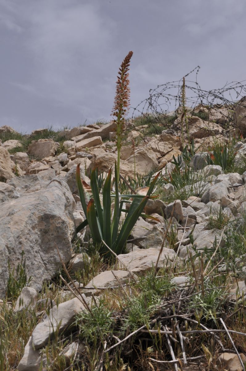 Asphodelaceae Eremurus spectabilis