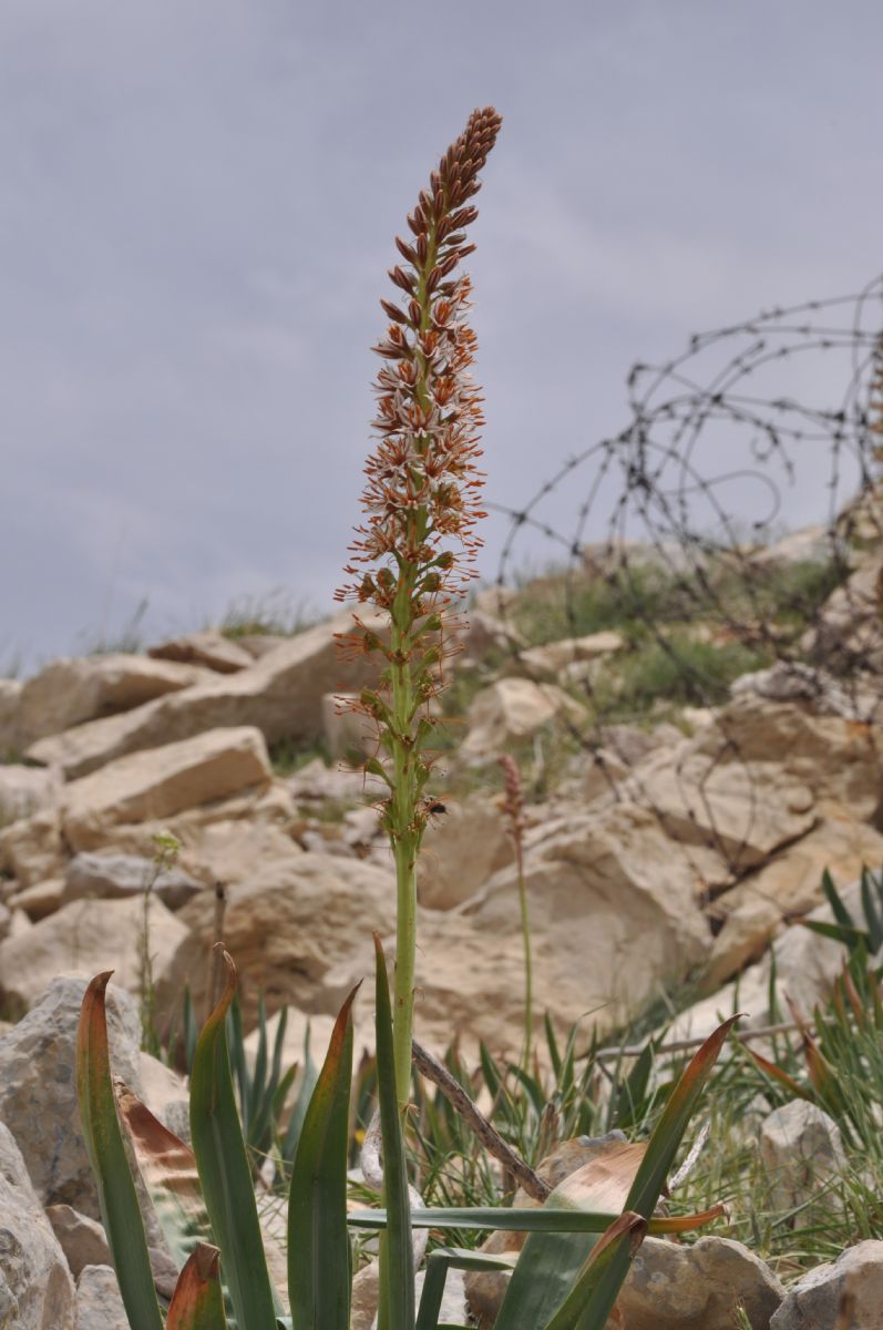 Asphodelaceae Eremurus spectabilis